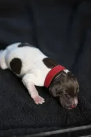 Red Collar, a male German Shorthaired Pointer for sale in Lakeland, FL – 1 of 1
