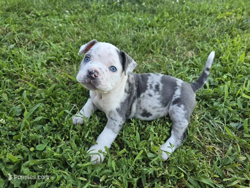 Merle girl – American Bully puppy for sale in Akron, IA