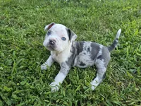 Merle girl, a female American Bully for sale in Akron, IA – 1 of 4