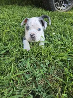 Merle girl, a female American Bully for sale in Akron, IA – 3 of 4