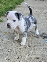 Merle girl, a female American Bully for sale in Akron, IA – 2 of 4