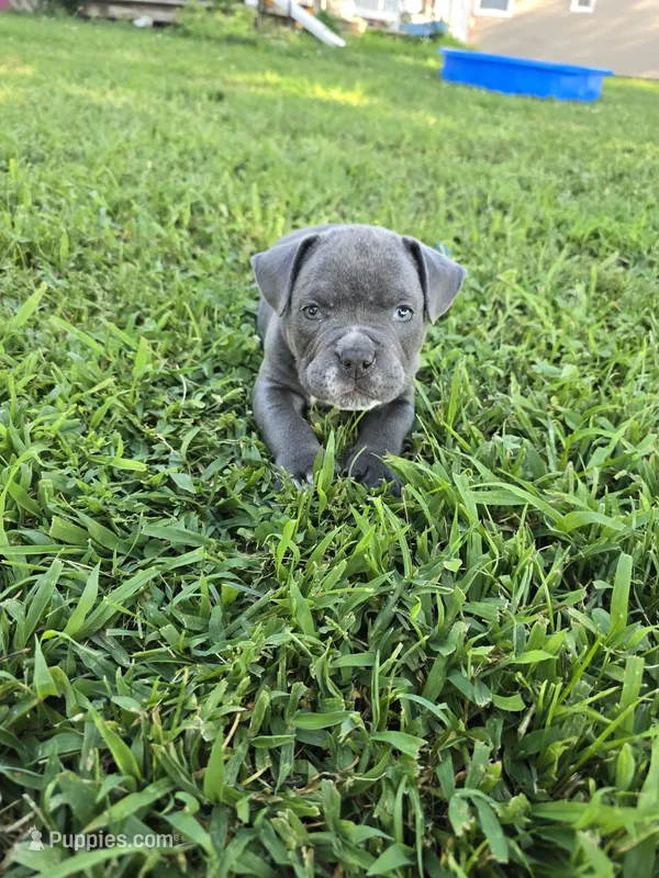 Bluey – American Bully puppy for sale in Akron, IA