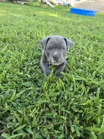 Bluey, a male American Bully for sale in Akron, IA – 1 of 3