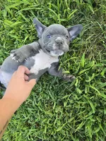 Bluey, a male American Bully for sale in Akron, IA – 3 of 3