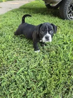 Black Boy, a male American Bully for sale in Akron, IA – 3 of 3