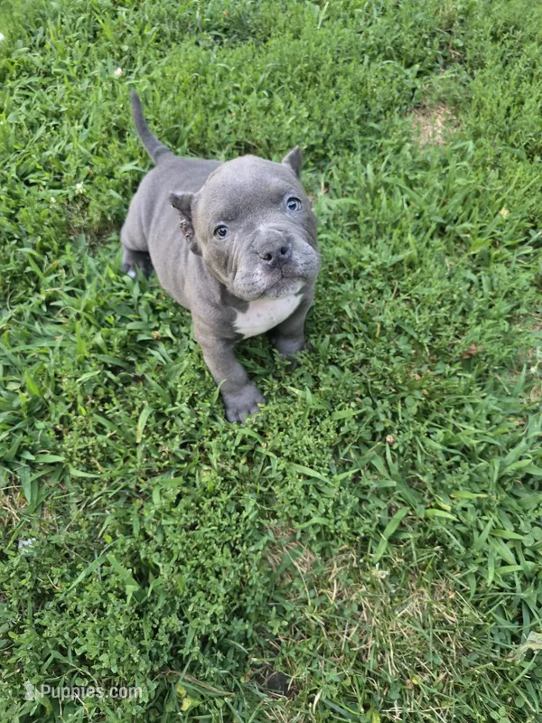 Bluey – American Bully puppy for sale in Akron, IA