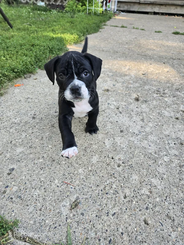 Black Boy – American Bully puppy for sale in Akron, IA