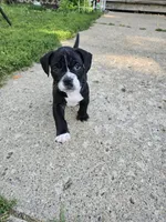 Black Boy, a male American Bully for sale in Akron, IA – 1 of 3