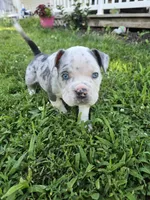 Merle girl, a female American Bully for sale in Akron, IA – 4 of 4