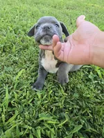 Bluey, a male American Bully for sale in Akron, IA – 2 of 3