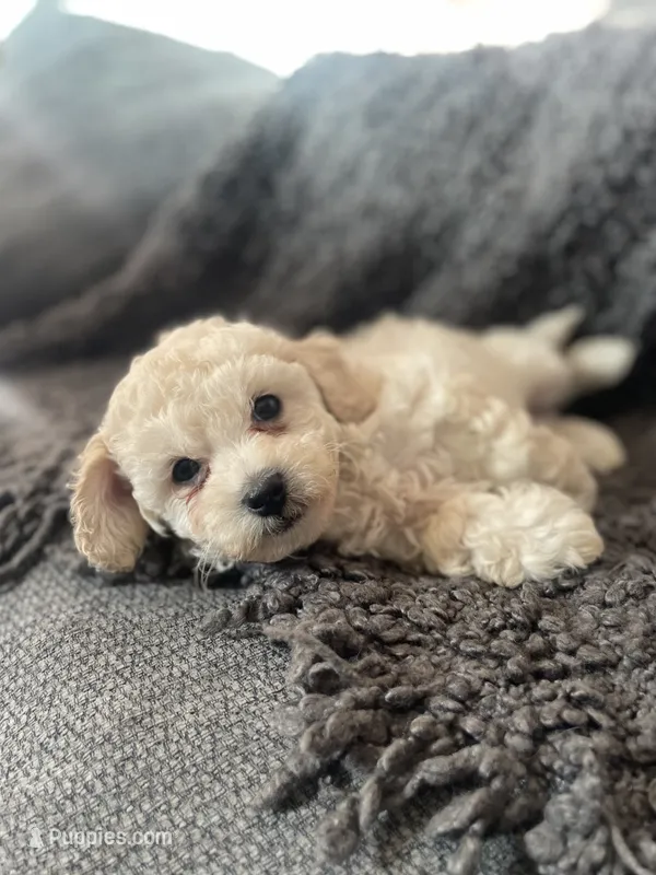 Leo – Cockapoo, Havapoo puppy for sale in San Diego, CA