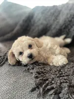 Leo, a male Cockapoo and Havapoo for sale in San Diego, CA – 1 of 8