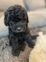 Penelope, a female Havapoo for sale in San Diego, CA – 6 of 10