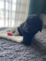 Penelope, a female Havapoo for sale in San Diego, CA – 4 of 10