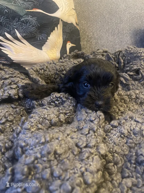 Olive – Poodle - Toy , Havapoo puppy for sale in San Diego, CA