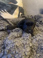 Olive, a female Poodle - Toy  and Havapoo for sale in San Diego, CA – 1 of 6