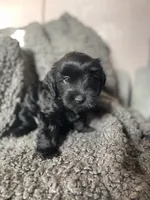 Nevaeh, a female Cockapoo and Havapoo for sale in San Diego, CA – 7 of 10