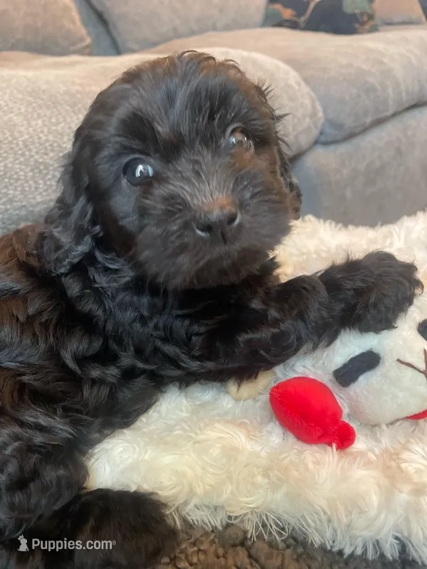 Olive – Havapoo puppy for sale in San Diego, CA