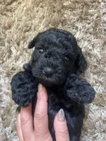 Penelope, a female Poodle - Toy  and Havapoo for sale in San Diego, CA – 1 of 10