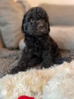 Penelope, a female Havapoo for sale in San Diego, CA – 9 of 10