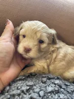 Dolce, a female Poodle - Toy  and Havapoo for sale in San Diego, CA – 7 of 7