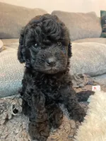 Penelope, a female Havapoo for sale in San Diego, CA – 10 of 10