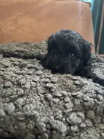 Lily, a female Poodle - Toy  and Havapoo for sale in San Diego, CA – 3 of 9