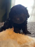 Olive, a female Havapoo for sale in San Diego, CA – 1 of 5