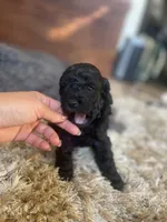 Penelope, a female Poodle - Toy  and Havapoo for sale in San Diego, CA – 10 of 10