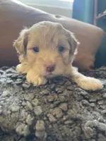 Dolce, a female Poodle - Toy  and Havapoo for sale in San Diego, CA – 4 of 7