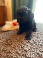 Lily, a female Havapoo for sale in San Diego, CA – 2 of 7