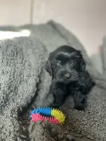 Nevaeh, a female Cockapoo and Havapoo for sale in San Diego, CA – 1 of 10