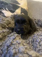 Olive, a female Poodle - Toy  and Havapoo for sale in San Diego, CA – 3 of 6