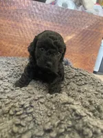 Penelope, a female Poodle - Toy  and Havapoo for sale in San Diego, CA – 2 of 10