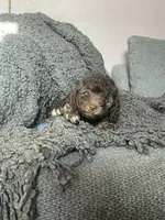 Sofia, a female Cockapoo and Havapoo for sale in San Diego, CA – 5 of 8