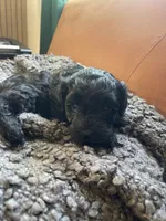 Lily, a female Poodle - Toy  and Havapoo for sale in San Diego, CA – 7 of 9