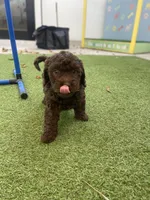 Sandy , a female Cockapoo and Havapoo for sale in San Diego, CA – Photo 1 of 9