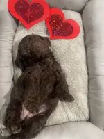 Sandy , a female Cockapoo and Havapoo for sale in San Diego, CA – Photo 9 of 9