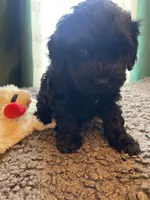 Lily, a female Havapoo for sale in San Diego, CA – 6 of 7