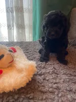 Penelope, a female Havapoo for sale in San Diego, CA – 3 of 10