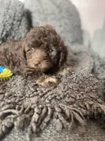 Sofia, a female Cockapoo and Havapoo for sale in San Diego, CA – 4 of 8