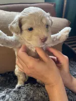 Dolce, a female Poodle - Toy  and Havapoo for sale in San Diego, CA – 2 of 7