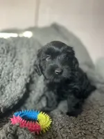 Nevaeh, a female Cockapoo and Havapoo for sale in San Diego, CA – 2 of 10