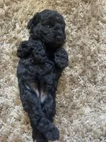 Penelope, a female Poodle - Toy  and Havapoo for sale in San Diego, CA – 6 of 10