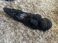 Penelope, a female Poodle - Toy  and Havapoo for sale in San Diego, CA – 7 of 10