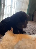 Olive, a female Havapoo for sale in San Diego, CA – 2 of 5