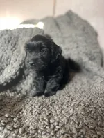 Nevaeh, a female Cockapoo and Havapoo for sale in San Diego, CA – 8 of 10
