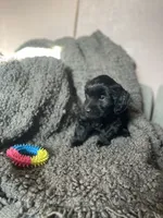 Nevaeh, a female Cockapoo and Havapoo for sale in San Diego, CA – 10 of 10
