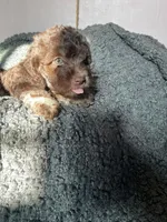 Sofia, a female Cockapoo and Havapoo for sale in San Diego, CA – 2 of 8