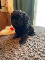 Lily, a female Havapoo for sale in San Diego, CA – 3 of 7